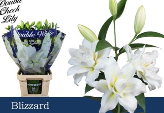 Oriental Hol. Bl. Doble Overig Blanco 75cm 2 fl.