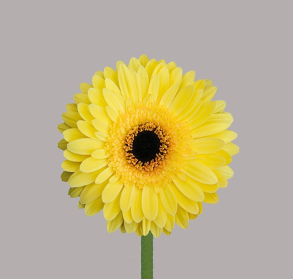 Gerbera Mini Hol. Emoji Am "T20"
