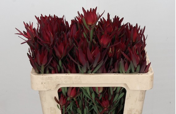 Leucadendro Ramif. Hol. Blush 50cm