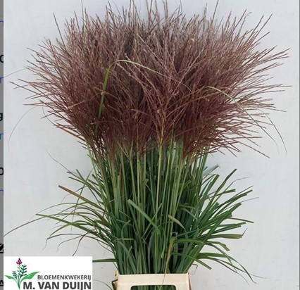 Miscanthus Sinensis Rotfeder 110cm