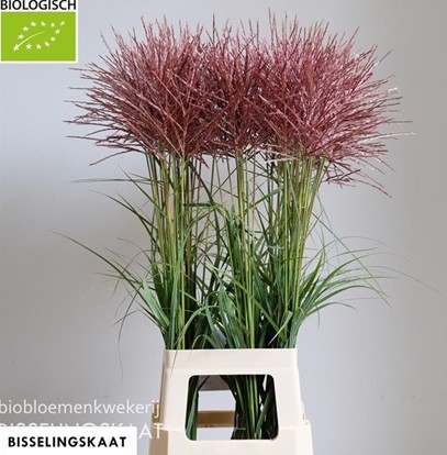 Miscanthus Sinensis Subrosa 90cm