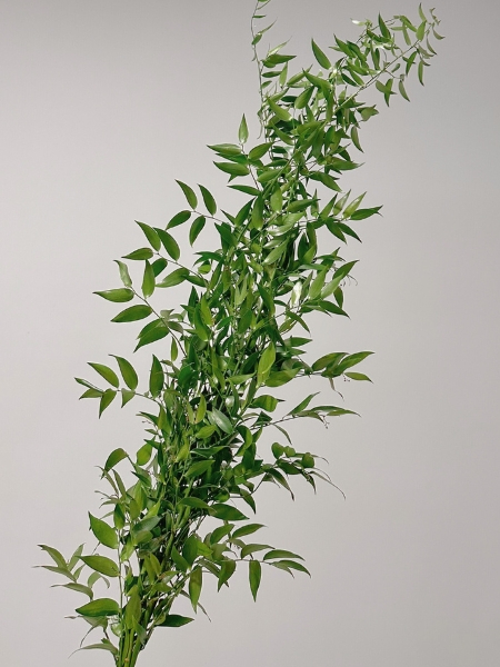 Ruscus Ramificado 100cm Paq.