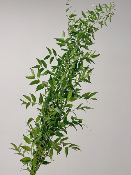 Ruscus Ramificado 100cm x4 tallos