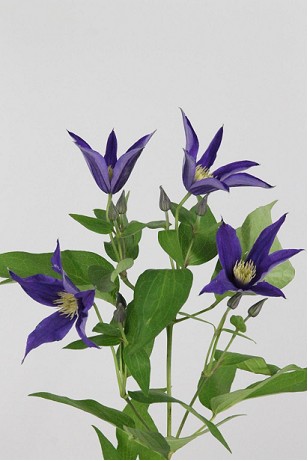Clematis  Amazing Oslo 70cm Az.