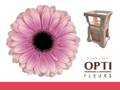 Gerbera Mini Hol. Esmme Lav. "T20"