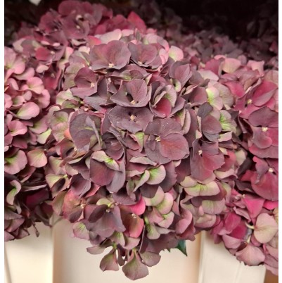 Hortensia Hol. D. Ruby Classic 50cm 16/18