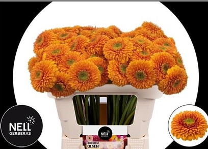 Gerbera Mini Hol. Gerponi Olsen "T20"