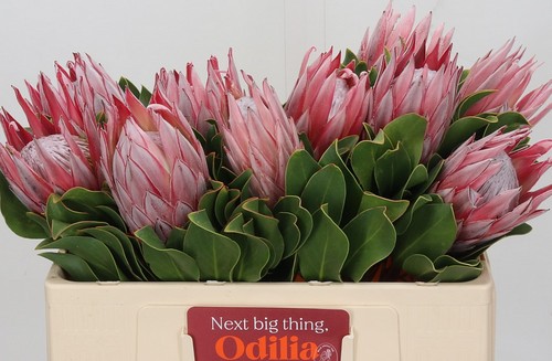 Protea Cy. Clare 50cm