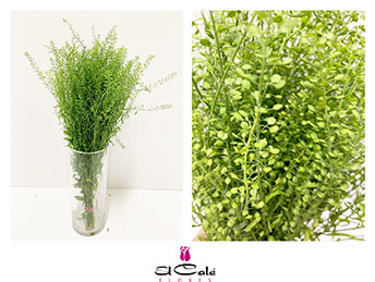 Lepidium Thlaspy Green Bell 70cm 18gr "T25"