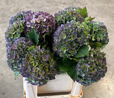 Hortensia Hol. Roy. Parade Classic 50cm �18/20 Bic.
