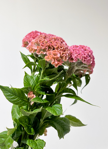 Celosia Cresta Pink Delight 75cm