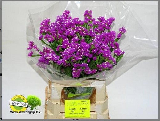 Statice Hol. Raspb wings 60cm 25gr "T25" Fuc.