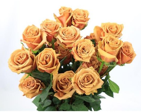 Rosa Ecu. Toffee 70cm