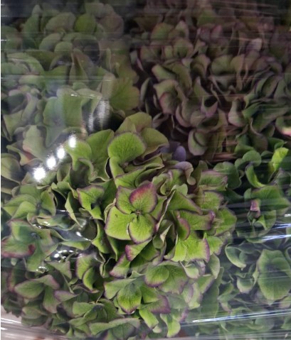 Hortensia Hol. Rodeo Class 80cm  18/20