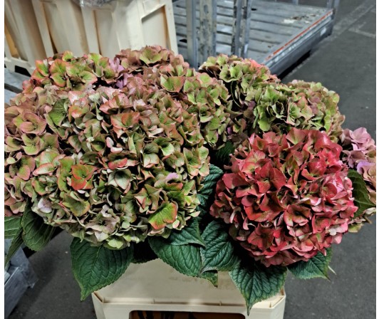 Hortensia Hol. Rodeo Class 80cm  20/22