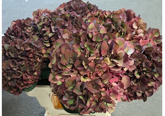 Hortensia Hol. Rubyred Classic 60cm 16/18