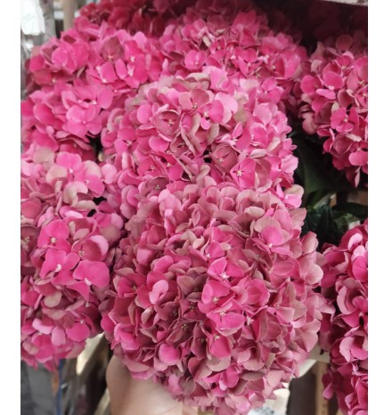 Hortensia Hol. Pink Ruby Classic 60cm 16/18