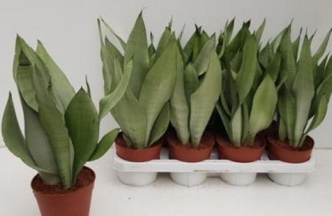 P. Sanseviera Futura Moonshine 12/35cm x10