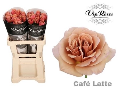 Rosa Hol. Cafe Latte 40cm