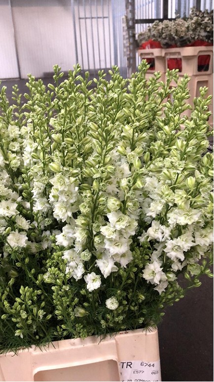 Delphinium Hol. Aj Ov White 75cm