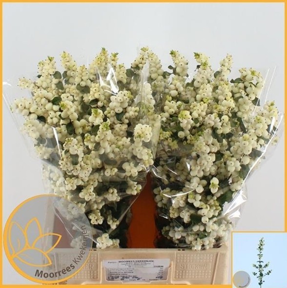 Symphocarpos Magical Lemo Lime 70cm