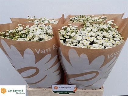 Tanacetum Hol. Pa Rio 55cm 650gr "T25"