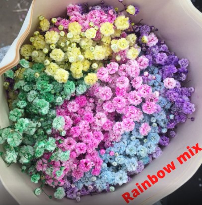 Paniculata Ecu. Rainbow 900gr "T25"