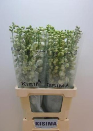 Delphinium Hol. El Guard White 60cm "T10"