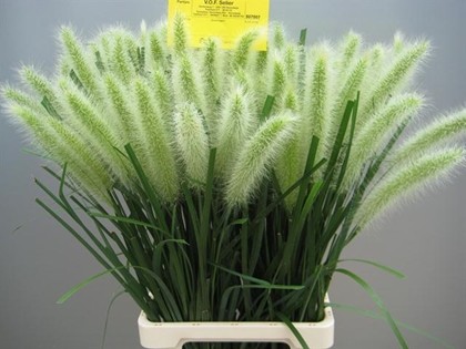 Pennisetum Alo Blondie 70cm