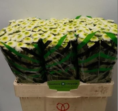 Santini Maverick Blanco 1000gr "T25"