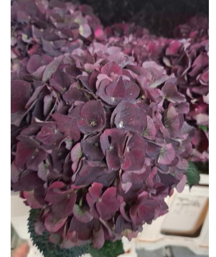Hortensia Hol. D. Ruby Classic 60cm 16/18