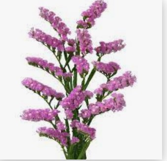 Statice Hol. Fantasia Wings 70cm 30gr "T25" Rs.