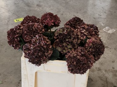 Hortensia Hol. D. Ruby Classic 50cm �12/15
