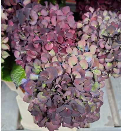 Hortensia Hol. D. Ruby Purple Cl. 60cm 18/20