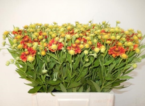 Helen Autumn Fire 50cm Rj.