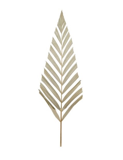 Hoja Flecha Natural 38x118Hcm