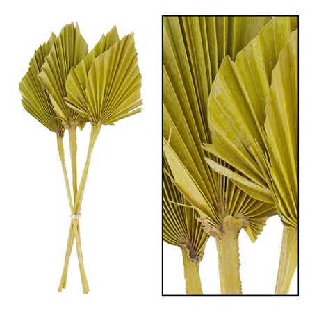 Palms Spear Seco Amarillo Mediano 40cm (4 Tallos)