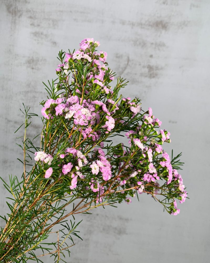 Flor Cera Hol. Danc Queen 55cm 35gr Rs. "T25"