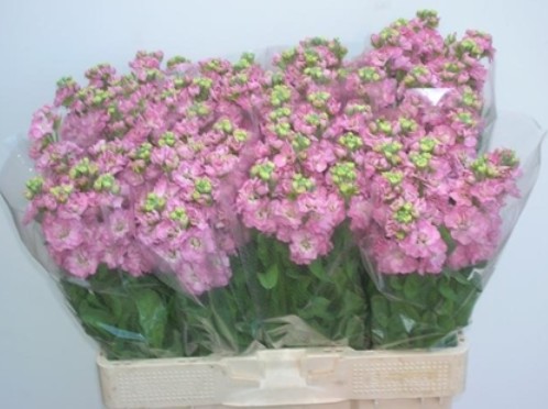 Aleli Hol. Stox Rose Pink 55cm "T10"
