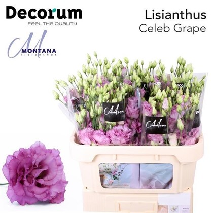 Lisiantus Hol. Celebr Grape 70cm 55gr "T10"