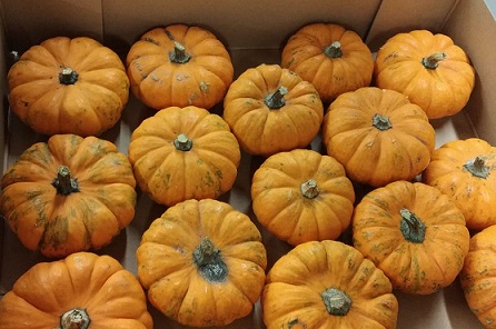 Calabazas Jack Be Little 4-5cm