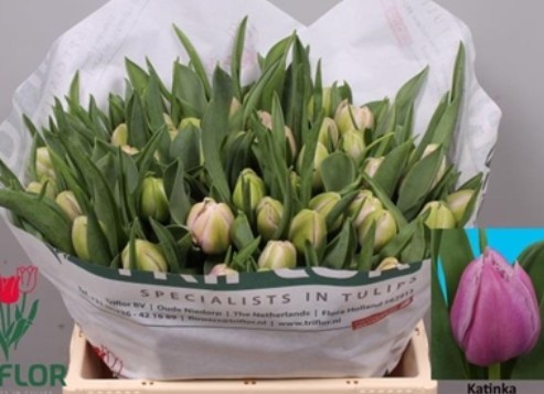 Tulipan Hol. Katinka  35cm Fuc.