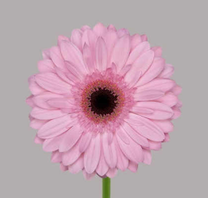 Gerbera Hol. Pre-semmy Rs. "T25" (7 Dias - 2)