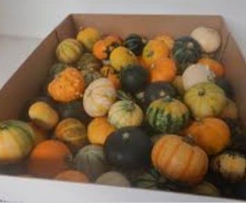 Calabazas Mixt. Pepo 5-7cm