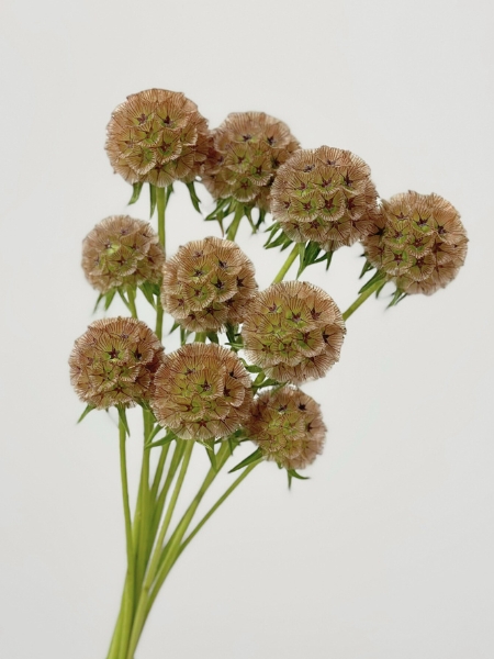Scabiosa Stellata 70cm "T30"