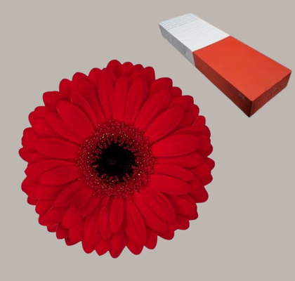 Gerbera Hol. Beauty "CC50"