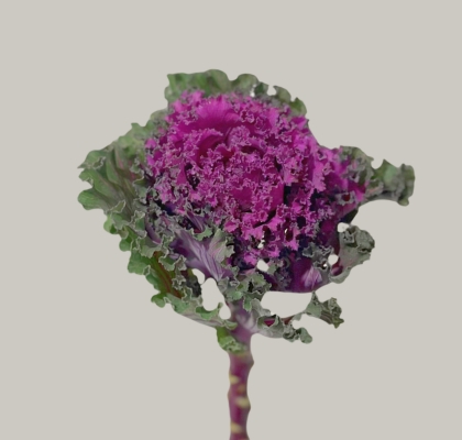 Brassica Hol. Ruffle Red 70cm Mo