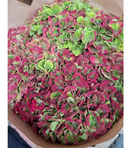 Hortensia Hol. Amethyst Classic 60cm 12/15 Bic.