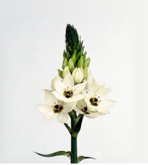 Ornitogalum Hol. Mount Fuji 50cm "T50"