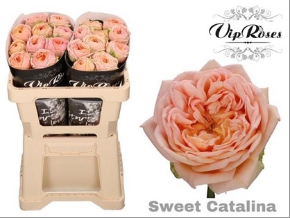 Rosa Hol. Sweet catalina+ 50cm